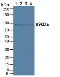 Western Blot; Sample: Lane1: Human Lung Tissue; Lane2: Human Hela Cells; Lane3: Porcine Brain Tissue; Lane4: Rat Brain Tissue.
