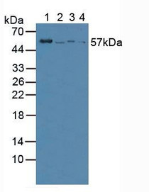 Western Blot; Lane1: Mouse Kidney Tissue; Lane2: Mouse Spleen Tissue ; Lane3: Human BXPC-3 Cells; Lane4: Human PC-3 Cells.