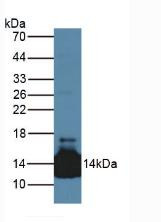 Western Blot; Sample: Mouse Heart Tissue.