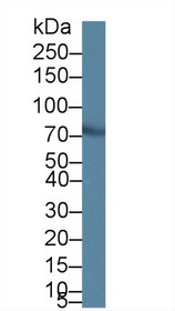 Western Blot; Sample: Mouse Brain lysate; Primary Ab: 1µg/ml Rabbit Anti-Mouse LRDD Antibody Second Ab: 0.2µg/mL HRP-Linked Caprine Anti-Rabbit IgG Polyclonal Antibody