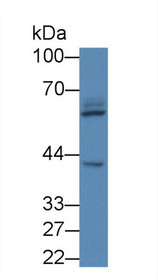 Western Blot; Sample: Human 293T cell lysate; Primary Ab: 1µg/ml Rabbit Anti-Human LRDD Antibody Second Ab: 0.2µg/mL HRP-Linked Caprine Anti-Rabbit IgG Polyclonal Antibody