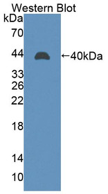 Western Blot; Sample: Recombinant protein.