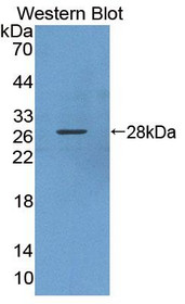 Western Blot; Sample: Recombinant protein.