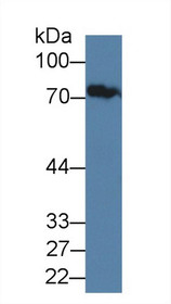 Western Blot; Sample: Human Serum; Primary Ab: 1µg/ml Rabbit Anti-Human JPH1 Antibody Second Ab: 0.2µg/mL HRP-Linked Caprine Anti-Rabbit IgG Polyclonal Antibody