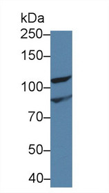 Western Blot; Sample: Rat Kidney lysate; Primary Ab: 1µg/ml Rabbit Anti-Human NPHP2 Antibody Second Ab: 0.2µg/mL HRP-Linked Caprine Anti-Rabbit IgG Polyclonal Antibody