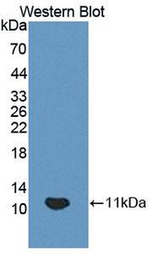 Western Blot; Sample: Recombinant protein.