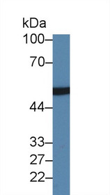 Western Blot; Sample: Porcine Liver lysate; Primary Ab: 1µg/ml Rabbit Anti-Human HABP2 Antibody Second Ab: 0.2µg/mL HRP-Linked Caprine Anti-Rabbit IgG Polyclonal Antibody