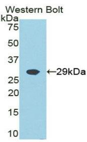 Western Blot; Sample: Recombinant protein.