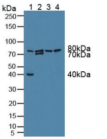 Western Blot; Sample: Lane1: Mouse Kidney Tissue; Lane2: Mouse Heart Tissue; Lane3: Mouse Placenta Tissue; Lane4: Mouse Intestine Tissue.
