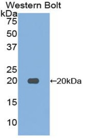Western Blot; Sample: Recombinant protein.