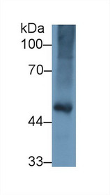 Western Blot; Sample: Gallus Kidney lysate; Primary Ab: 1µg/ml Rabbit Anti-Gallus FGg Antibody Second Ab: 0.2µg/mL HRP-Linked Caprine Anti-Rabbit IgG Polyclonal Antibody