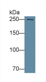 Western Blot; Sample: Human Hela