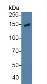 Western Blot; Sample: Human Lung lysate; Primary Ab: 3µg/ml Rabbit Anti-Human NID Antibody Second Ab: 0.2µg/mL HRP-Linked Caprine Anti-Rabbit IgG Polyclonal Antibody