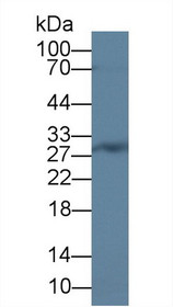 Western Blot; Sample: Rat Bone marrow lysate; Primary Ab: 2µg/ml Rabbit Anti-Human CEBPd Antibody Second Ab: 0.2µg/mL HRP-Linked Caprine Anti-Rabbit IgG Polyclonal Antibody