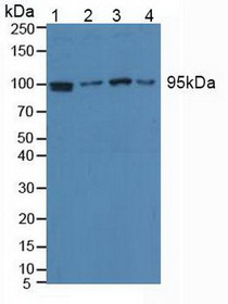 Western Blot; Sample: Lane1: Human Hela Cells; Lane2: Human Jurkat Cells; Lane3: Human HepG2 Cells; Lane4: Human Raji Cells.