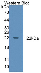 Western Blot; Sample: Recombinant protein.
