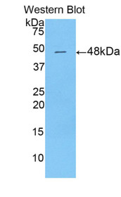 Western Blot; Sample: Recombinant protein.