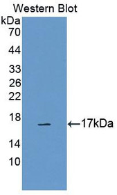 Western Blot; Sample: Recombinant protein.