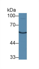 Western Blot; Sample: Mouse Kidney lysate; Primary Ab: 1µg/ml Rabbit Anti-Mouse CTR Antibody Second Ab: 0.2µg/mL HRP-Linked Caprine Anti-Rabbit IgG Polyclonal Antibody