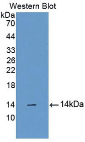 Western Blot; Sample: Recombinant protein.