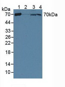 Western Blot; Sample: Lane1: Mouse Heart Tissue; Lane2: Mouse Brain Tissue; Lane3: Mouse Kidney Tissue; Lane4: Mouse Skeletal Muscle Tissue.