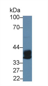 Western Blot; Sample: Rat Bone marrow lysate; Primary Ab: 5µg/ml Rabbit Anti-Human CPA3 Antibody Second Ab: 0.2µg/mL HRP-Linked Caprine Anti-Rabbit IgG Polyclonal Antibody