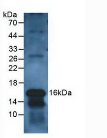 Western Blot; Sample: Human Leukocyte Cells.