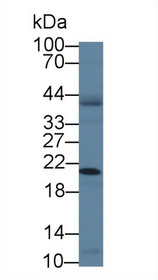 Western Blot; Sample: Human A431 cell lysate; Primary Ab: 1µg/ml Rabbit Anti-Mouse CANT1 Antibody Second Ab: 0.2µg/mL HRP-Linked Caprine Anti-Rabbit IgG Polyclonal Antibody
