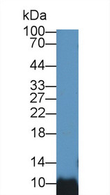 Western Blot; Sample: Rat Testis lysate; Primary Ab: 1µg/ml Rabbit Anti-Human BANF1 Antibody Second Ab: 0.2µg/mL HRP-Linked Caprine Anti-Rabbit IgG Polyclonal Antibody