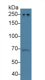 Western Blot; Sample: Human A431 cell lysate; Primary Ab: 3µg/ml Rabbit Anti-Human NUMA1 Antibody Second Ab: 0.2µg/mL HRP-Linked Caprine Anti-Rabbit IgG Polyclonal Antibody