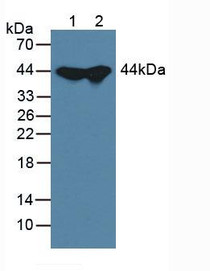 Western Blot; Lane1: Mouse Liver Tissue; Lane2: Mouse Testis Tissue.