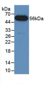 Western Blot; Sample: Recombinant FUS, Mouse.