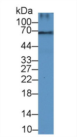 Western Blot; Sample: Rat Pancreas lysate; Primary Ab: 3µg/ml Rabbit Anti-Human DCN Antibody Second Ab: 0.2µg/mL HRP-Linked Caprine Anti-Rabbit IgG Polyclonal Antibody