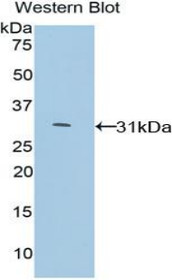 Western Blot; Sample: Recombinant protein.
