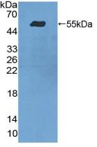 Western Blot; Sample: Recombinant ITGa9, Human.