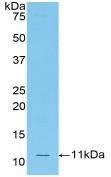 Western Blot; Sample: Recombinant protein.