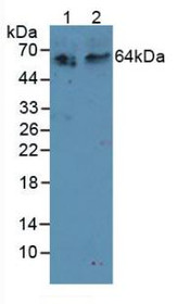 Western Blot; Sample: Lane1: Human 293T Cells; Lane2: Rat Kidney Tissue.