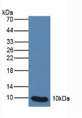 Western Blot; Sample: Human Leukocyte Cells.