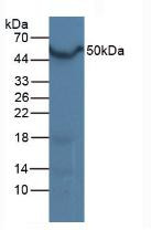 Western Blot; Sample: Mouse Liver Tissue.