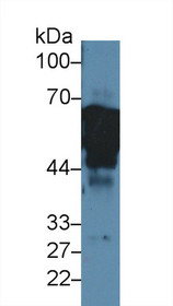 Western Blot; Sample: Human MCF7 cell lysate; Primary Ab: 2µg/ml Rabbit Anti-Human KRT8 Antibody Second Ab: 0.2µg/mL HRP-Linked Caprine Anti-Rabbit IgG Polyclonal Antibody 