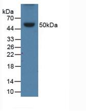 Western Blot; Sample: Recombinant APOB, Porcine.