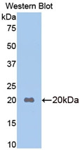 Western Blot; Sample: Recombinant protein.