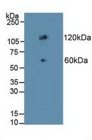 Western Blot; Sample: Mouse Colon Tissue.