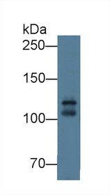 Western Blot; Sample: Mouse Cerebrum lysate; Primary Ab: 1µg/ml Rabbit Anti-Mouse CDH15 Antibody Second Ab: 0.2µg/mL HRP-Linked Caprine Anti-Rabbit IgG Polyclonal Antibody