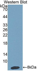 Western Blot; Sample: Recombinant protein.