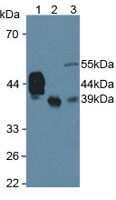 Western Blot; Sample: Lane1: Human Serum; Lane2: Human Liver Tissue; Lane3: Rat Testis Tissue.