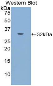 Western Blot; Sample: Recombinant CDH16, Mouse.