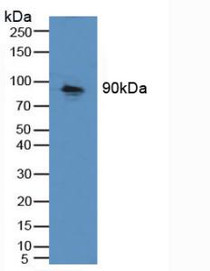 Western Blot; Sample: Mouse Kidney Tissue.