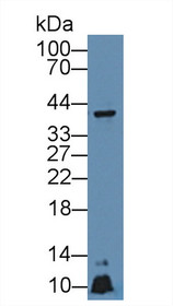 Western Blot; Sample: Mouse Liver lysate; Primary Ab: 5µg/ml Rabbit Anti-Rat APOA5 Antibody Second Ab: 0.2µg/mL HRP-Linked Caprine Anti-Rabbit IgG Polyclonal Antibody