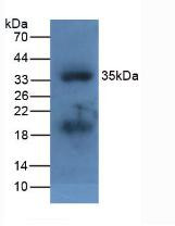 Western Blot; Sample: Fetal Mouse.